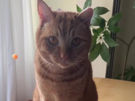 他的眼神感觉瞧不起我#萌宠 #猫猫 #萌宠出道计划 #萝卜纸巾 #橘猫