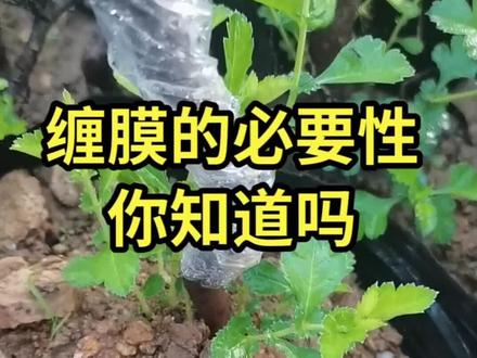 种下山桩缠膜非常必要#盆景工具