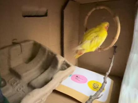 #龚开你的超能力 #手工鸟屋 #养鸟 #鹦鹉🦜 #牡丹 半小时手工,给小鸟们一个家🏠!