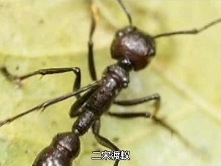 广水名胜古迹~渡蚁桥,广水人都知道。#湖北广水 #渡蚁桥#历史古迹 #故事