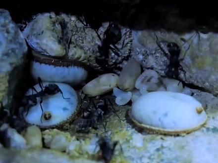 蚜蝇幼虫寄生在蚁穴,靠着偷吃蚂蚁幼虫长大 #好奇昆虫 #动物 #神奇动物在抖音