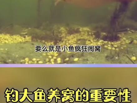 #鲤鱼 #钓鱼技巧 #野外钓鱼 钓鱼打窝的重要性@DOU+小助手