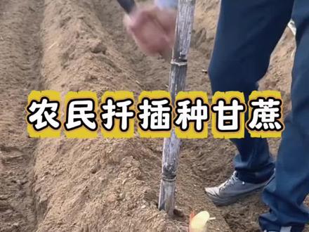 农民扦插种甘蔗 #农村甘蔗种植 #农业种植技术 #甘蔗种植知识 #甘蔗的种植方法全过程