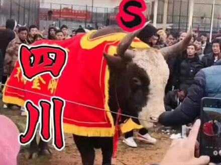 12月20号云南屏边苗族自治县斗牛场中国牛王宝座之争。
云南飞来寺白脸牛王:
四川新时金刚牛王:
谁能夺得中国牛王宝座?