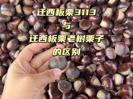 迁西板栗3113与老树栗子的区别,教你学会,谨防受骗!#迁西板栗 #三农 #我为家乡农产品代言 #优质农产品 #糖炒栗子