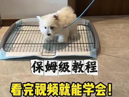 狗狗乱拉乱尿能不能打,看主包一个视频告诉你! #福建上门训犬 #狗狗乱拉乱尿怎么办 #狗狗定点大小便训练 #训犬 #西高地jojo