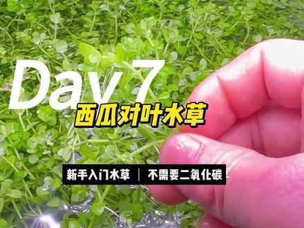 西瓜对叶,是比较适合新手养殖是水草,不需要二氧化碳,也能养的比较好的水草#水草 #水草造景#新手水草 #生态缸 #古法缸