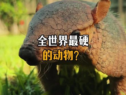 全世界最硬的动物?#动物科普 #犰狳