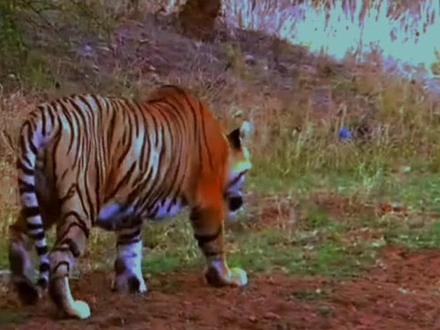 生肖虎 @DOU+小助手 @DOU+上热门