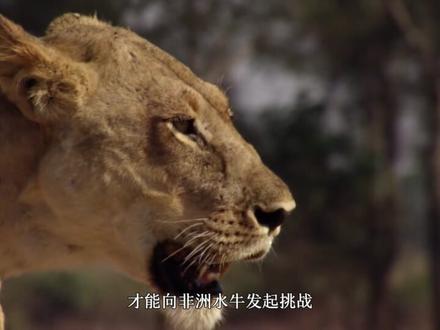 当非洲水牛调转尖角,猎杀便成了反杀,这是草原法则中最撼人心魄的反转,打的狮子们节节败退#非洲水牛 #狮子 #动物世界 #神奇动物在抖音 #爱护大自然保护野生动物