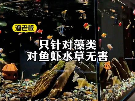 不管是原生缸、草缸、溪流缸还是海缸都能用 #除藻剂 #鱼缸除藻 #鱼缸清洁 #养鱼日记