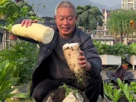 九斤王萝卜,口感清甜,,萝卜大,#九斤王萝卜种子