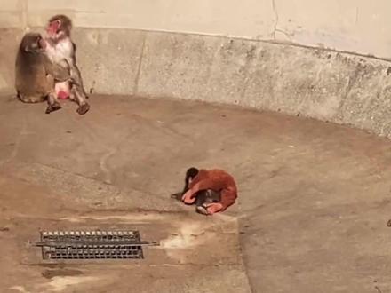 抢走小猴的毛绒玩具会怎么样 #猴子