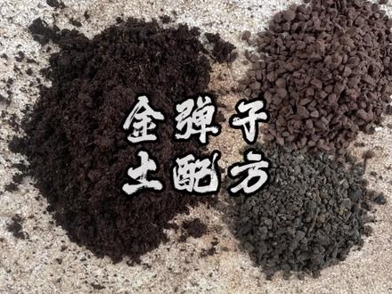 我种金弹子土的配方来了,欢迎大家指正借鉴。感谢你们直播间的陪伴#盆景 #金弹子 #花卉绿植 #营养土