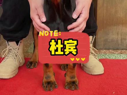 还行,我觉得性价比还是有的,护卫犬的话你们还喜欢什么? #杜宾 #狗 #宠物知识 #二狗挑狗