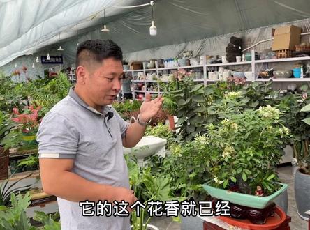 九里香怎么养?开花用什么肥?#养花