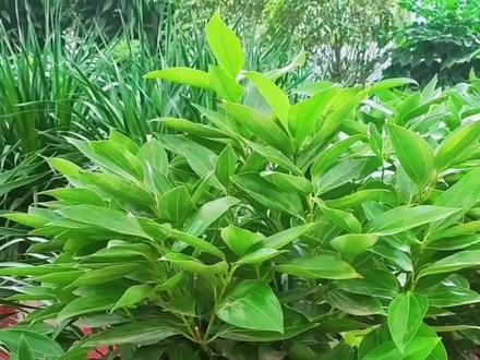 平安树应该怎么养护#养花#爱生活爱养花的女人 #热门 #平安树@抖音小助手