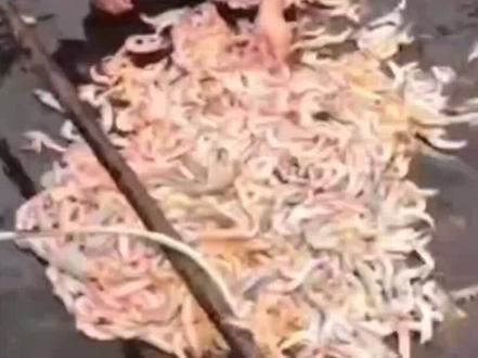 大苏打在对虾养殖中有很多用处,但是用不对就很容易翻塘,一定要注意这几点哦!#小棚虾#南美白对虾#工厂化养殖@赵氏妙靓@赵氏农牧水产养殖厂家@赵氏农牧对虾养殖厂家