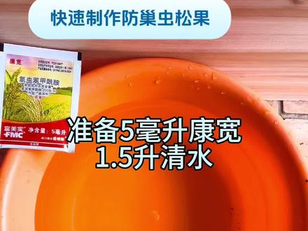 快速制作防巢虫松果,可以预防巢虫半年以上