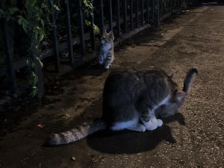 #狸花猫 小咪:有妈的地方就不算流浪