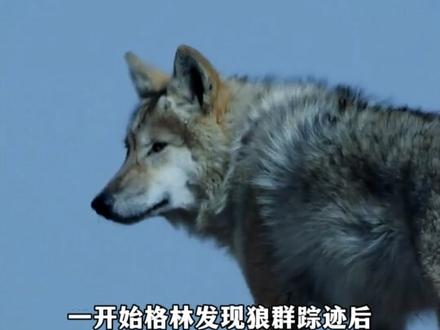 原来格林回归狼群还需要通过层层考试,而它们不仅考查了格林,还政审了李微漪,不得不说狼是很聪明的动物。 #格林 #李微漪 #人物故事 #万物皆有灵性 #重返狼群