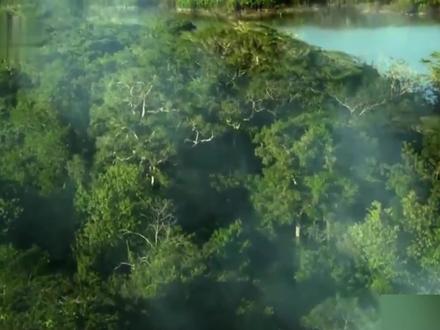 世界最大蟒森蚺,长达8米重200公斤。不小心被吞进去 该怎么办? #动物 #亚马逊雨林 #森蚺 #水獭 #鳄鱼