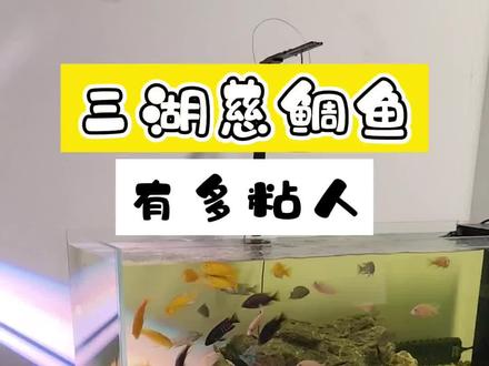 给大家看一下我养的慈鲷鱼有多粘人!#三湖慈鲷 #观赏鱼 #水族 #养鱼 #大拇指水族