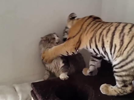 如果体型一样,猫能否打败老虎?