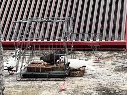 #上热门 #原创 #农村生活 #萌宠出道计划 #惊不惊喜刺不刺激 终于抓到我想要的那只白色背的皮特兰鸽子了