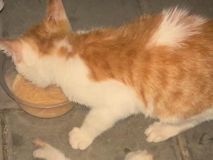 与死神赛跑的小奶猫,见证奇迹的时刻 喂猫的时候在停车场听见围墙那边有小奶猫的叫声,站在电动车上面看见那边一个小笼子里关着一只小猫两个多大,另外一只小奶只听见叫声,看不见小猫,我就绕了一大圈找到了关猫的地方,发现小奶猫在笼子里水碗里面泡着呢,还有一个碗里面装着几根白白的河粉,管不了那么多了直接把铁丝卸掉把两个小猫抱走了,大一点小猫狼吞虎咽吃了一大碗罐头,小奶猫奄奄一息身体冰冰凉,赶紧抱回家烧水装暖水袋取暖,冲羊奶粉一口一口的喂,折腾了40分钟,换了两次奶换了两次暖水袋,终于他活过来了,还会走了,就给他喷了驱虫药(跳蚤不停地跳)他吵着要下来,我把它放进猫砂盆,它就拉了尿尿,然后抱到身上,他又继续睡着了,不知道他多久没有睡过这么舒服的觉了,我跟他承诺,只要他能坚强的活下去,我就养着他,小宝宝取名叫小坚強吧,期待后续会越来越好#救助流浪猫 #深圳救助小奶猫 #流浪猫救助 #领养代替购买 #多做绝育减少流浪猫