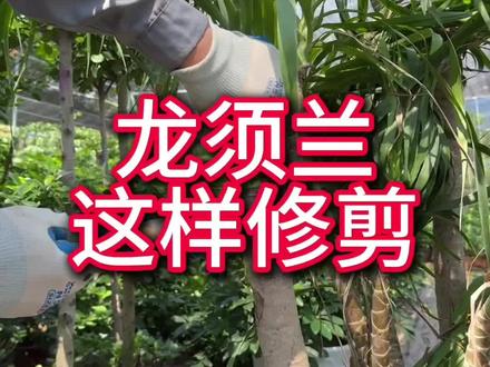#龙血树 龙须兰的修剪与养护#花卉绿植 #种植小技巧 #室内盆栽 #盆景