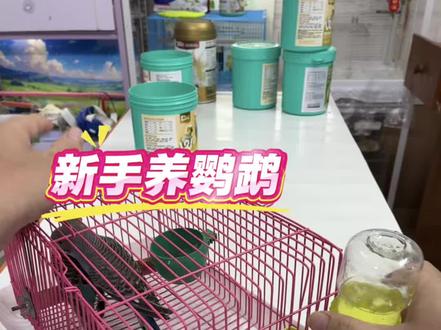 第一次养鹦鹉:新鸟到家为啥要喂电解质益生菌? 第一次养鹦鹉,新鸟刚到家的第一步,就是给它补充电解质和益生菌~#新手养鹦鹉 #鹦鹉 #虎皮鹦鹉#养鸟新手知识分享 #养鸟经验分享