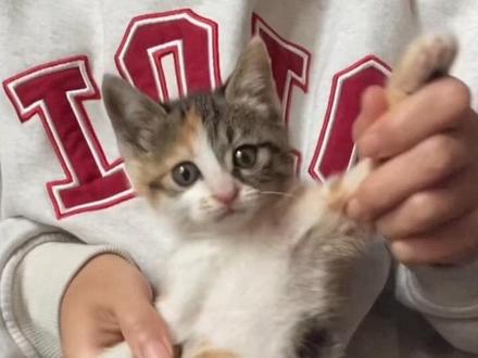 鸡翅包饭来喽 小时候怎么这么萌#小猫 #咪咪#猫咪