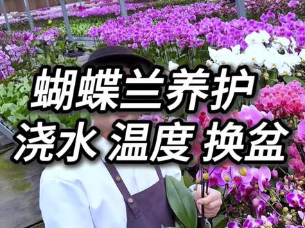 蝴蝶兰养护技巧 你敢相信吗,90%的蝴蝶兰死于浇水#蝴蝶兰 #蝴蝶兰浇水 #蝴蝶兰换盆 #蝴蝶兰适宜温度 #蝴蝶兰光照