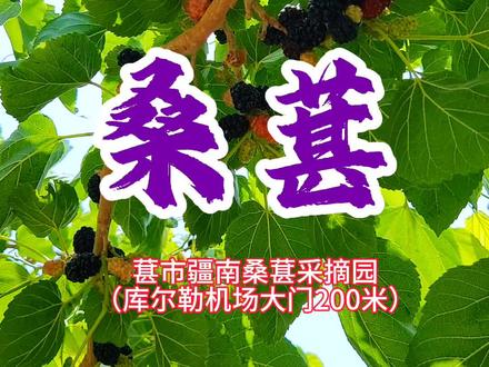哦吼库尔勒桑葚来啦 #采摘#桑葚#乡村守护人