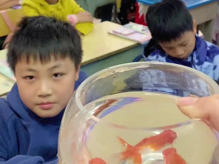 用五感法写金鱼!可是今天可爱的小金鱼没有往日灵活,估计是镜头下有点紧张!@抖音小助手 @DOU+小助手