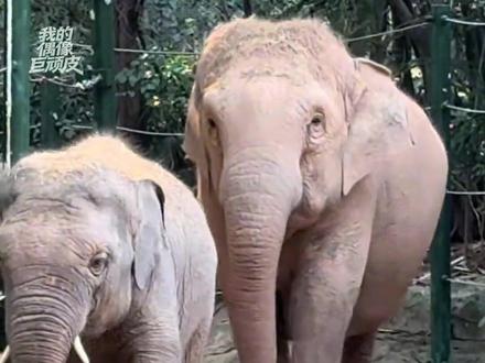 玛甜甜:人家只是个3.2吨的宝宝啦~#亚洲象玛利亚