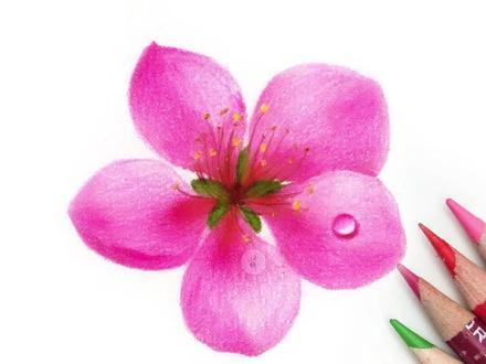彩铅教程·粉色小桃花
#一起学画画 #彩铅手绘 #画画 #跟着抖音学画画