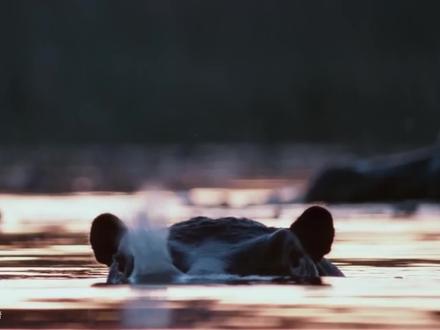 河马号称陆地潜水艇,凶猛异常 #河马 #狮子 #大象 #鬣狗 #河马刷牙 #河马打架 #老虎#犀牛#平头哥蜜獾