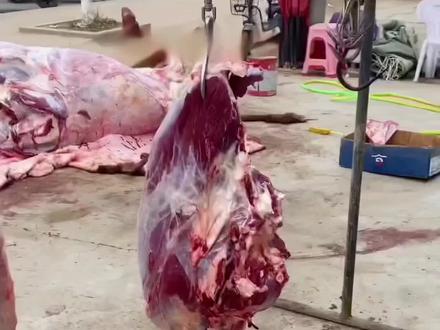 这个肉能吃吗#肉#病猪肉 #肉类加工设备