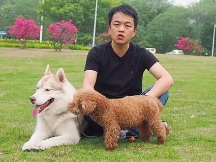 狗狗更倾向听女主人的话?其实它很“重女轻男”!#科学养宠攻略 #迷惑行为大赏 @DOU+小助手