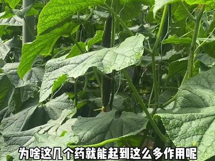 黄瓜防病配方来了,常见的各种真细菌病害,还有病毒病,都能起到效果!不会配药的赶紧学起来!#蔬菜种植管理技术科普 #黄瓜种植 #病虫害防治 #黄瓜种植技术
