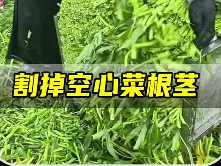为什么要专门切割掉空心菜的根茎,这样做却是农民们的保鲜秘籍!#奇闻趣事 #每天一个科普小知识 #科普一下