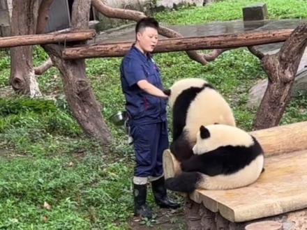 渝可各种求抱,奶妈各种满足,看不够#一方水土养一方熊猫 #大熊猫渝可渝爱 #重庆动物园 #阔爱炸了