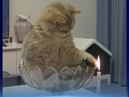 糊了!养宠家庭一定要注意这些消防安全知识(来源:国家应急科普宣传)