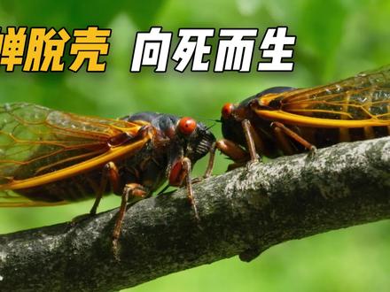 蝉的一生,地下17年的等待,地上1个月的欢愉 #禅 #金蝉脱壳 #动物科普 #动物世界 #动物纪录片