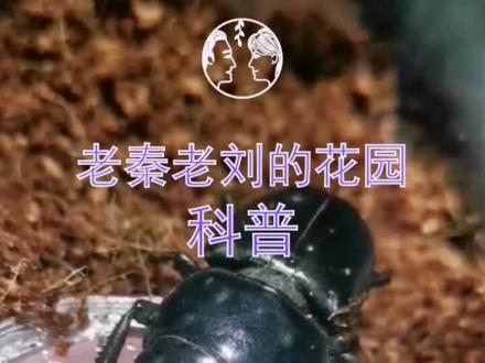 花园里抓到的甲虫,居然爱吃果冻!这只是什么虫呢?#花园 #甲虫 #果冻 #昆虫