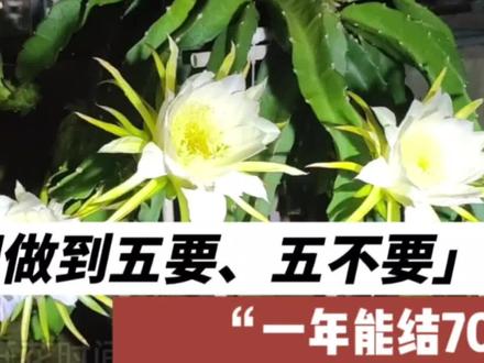 火龙果管理,做到五要五不要,一年能结70个,实现火龙果自由#火龙果种植 #火龙果管理诀窍 #楼顶盆栽