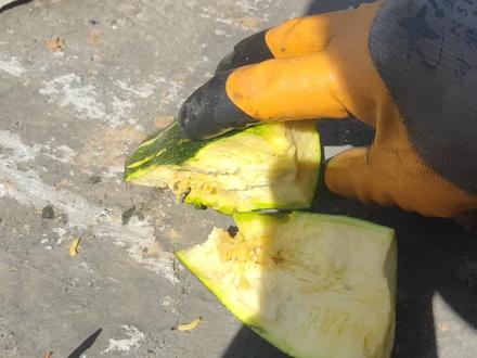 瓜食蝇幼虫为害秋瓜,发现之后一定要杀死幼虫,以免扩散 #你咋长的