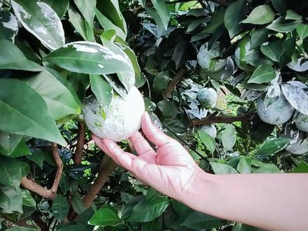 赣南脐橙三个高价产区之一,崇义龙勾。这里的脐橙家家户户都会抹石灰,这样就可以避免病虫害,省了人工和药钱,还可以让脐橙果面更好看,劳动人民的智慧真是无穷的啊!#脐橙种植 #龙勾石灰橙 #张婷同学 #柑橘种植